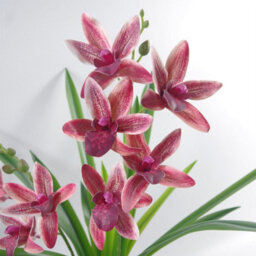 Leaf 50Cm Large Dark Pink Artificial Orchid In Ceramic Planter - thumbnail 3