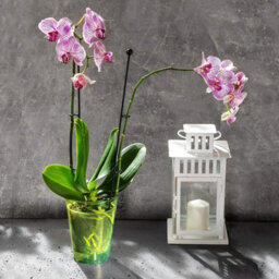 B2C Plant Orchid Pot Plastic  Gloss Oval Planter 12 Cm Green Transparent Square - thumbnail 3