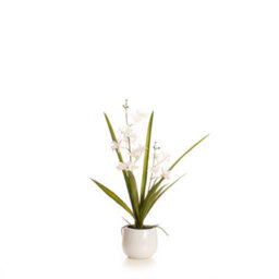 Scottish Everlastings Ltd. Scottish Everlastings Artificial 51Cm Real Touch 2-Stem White Mini Cymbidium Orchid In Pot - thumbnail 4