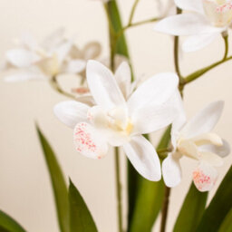 Scottish Everlastings Ltd. Scottish Everlastings Artificial 51Cm Real Touch 2-Stem White Mini Cymbidium Orchid In Pot - thumbnail 2