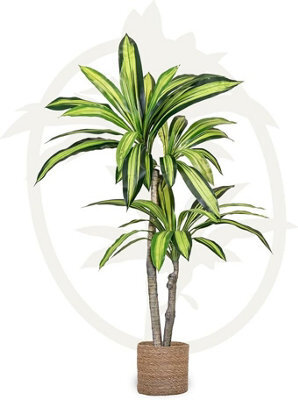 Artificial Plant Dracaena, Maia Shop For Home And Office Decoration, 105Cm - image 1