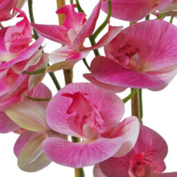 Leaf 70Cm Artificial Orchid Light Pink With Black Ceramic Planter - thumbnail 2