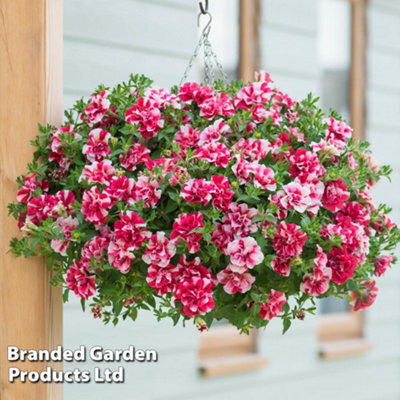 Thompson & Morgan Petunia Cherry Ripple Preplanted Hanging Basket/potted Plant 14Inch (35Cm)