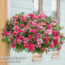 Thompson & Morgan Petunia Cherry Ripple Preplanted Hanging Basket/potted Plant 14Inch (35Cm) - thumbnail 1