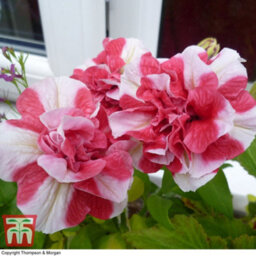 Thompson & Morgan Petunia Cherry Ripple Preplanted Hanging Basket/potted Plant 14Inch (35Cm) - thumbnail 2