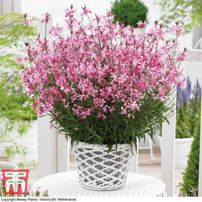 Thompson & Morgan Gaura Baby Butterfly Dark Pink 9Cm Pot X 1 - image 1