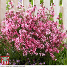 Thompson & Morgan Gaura Baby Butterfly Dark Pink 9Cm Pot X 1 - thumbnail 3