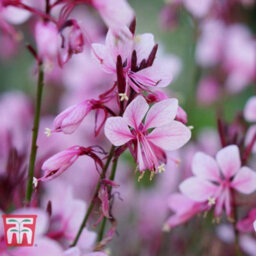 Thompson & Morgan Gaura Baby Butterfly Dark Pink 9Cm Pot X 1 - thumbnail 2
