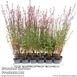 Thompson & Morgan Gaura Baby Butterfly Dark Pink 9Cm Pot X 1 - thumbnail 7
