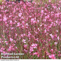 Thompson & Morgan Gaura Baby Butterfly Dark Pink 9Cm Pot X 1 - thumbnail 6