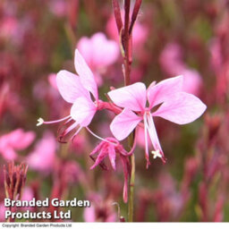 Thompson & Morgan Gaura Baby Butterfly Dark Pink 9Cm Pot X 1 - thumbnail 5
