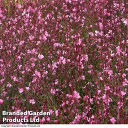 Thompson & Morgan Gaura Baby Butterfly Dark Pink 9Cm Pot X 1 - thumbnail 4