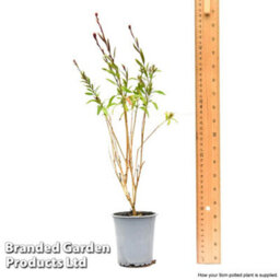 Thompson & Morgan Gaura Baby Butterfly Dark Pink 9Cm Pot X 1 - thumbnail 8