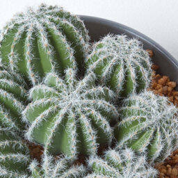Homescapes Artificial Green Handcrafted Barrel Cactus Arrangement In Round Grey Pot, 17 Cm - thumbnail 5