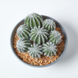 Homescapes Artificial Green Handcrafted Barrel Cactus Arrangement In Round Grey Pot, 17 Cm - thumbnail 3
