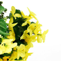 Gardenwize Solar Hanging Primrose Flower 30 Led Lights - Yellow - thumbnail 2