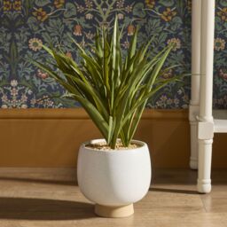 Candlelight 57Cm Yukka Artificial Plant In Cream Ceramic Pot - thumbnail 5
