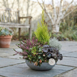 Autumn Plant Arrangement In Zinc Bowl - 30Cm - thumbnail 1