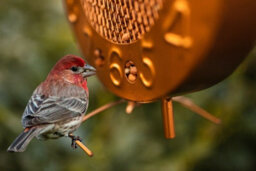 Garden Clock Hanging Bird Feeder - Copper Effect - thumbnail 2