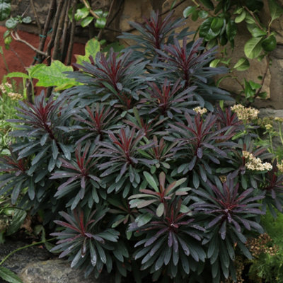 Hayloft Euphorbia Miners Merlot - 3 Young Plants - image 1