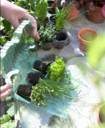 Hayloft Euphorbia Miners Merlot - 3 Young Plants - thumbnail 2