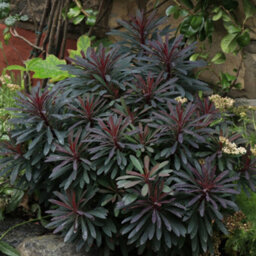 Hayloft Euphorbia Miners Merlot - 3 Young Plants - thumbnail 1