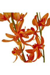 Orange Cymbidium Orchid Spray, Elegant Faux Floral For Decor - thumbnail 2