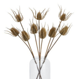 Large  Brown  Triple  Teasle  Stem - thumbnail 5