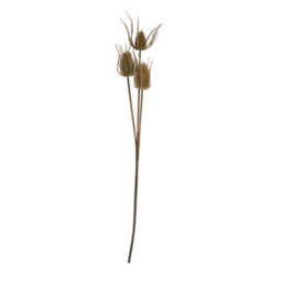 Large  Brown  Triple  Teasle  Stem - thumbnail 4