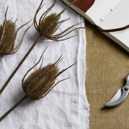 Large  Brown  Triple  Teasle  Stem - thumbnail 2