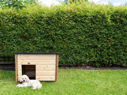 Edecks Barkingham Palace Dog House Kennel 2 X 3 Ft Pressure Treated Timber Garden Outdoor Shelter - Small - thumbnail 1