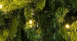Christmas Tree World The 6Ft/180Cm Pre-Lit Ultra Pop Up Tree Warm White Lights - thumbnail 5