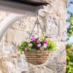 Christow Artificial Daisy Wicker Hanging Basket Uv Resistant Foliage Pink Purple 25Cm - thumbnail 5