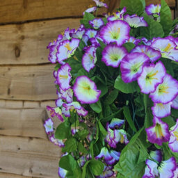 Best Artificial 75Cm Lilac & White Morning Glory Trailing Flowers With Rattan Wicker Hanging Baskets For Indoor Or Garden Use - thumbnail 2