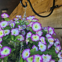 Best Artificial 75Cm Lilac & White Morning Glory Trailing Flowers With Rattan Wicker Hanging Baskets For Indoor Or Garden Use - thumbnail 4