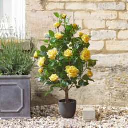 Smart Garden 80Cm Artificial Rose Tree In Potted Plant - Yellow Roses - thumbnail 1