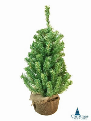 Christmas Tree World The 60Cm Potted Mountain Pine Tree