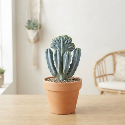 Crested Blue Candle Cactus (Myrtillocactus Geometrizans F. Cristata) - 12Cm Pot - image 1