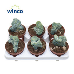 Crested Blue Candle Cactus (Myrtillocactus Geometrizans F. Cristata) - 12Cm Pot - thumbnail 6