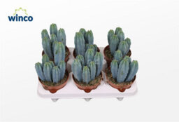 Crested Blue Candle Cactus (Myrtillocactus Geometrizans F. Cristata) - 12Cm Pot - thumbnail 5