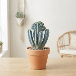Crested Blue Candle Cactus (Myrtillocactus Geometrizans F. Cristata) - 12Cm Pot - thumbnail 1