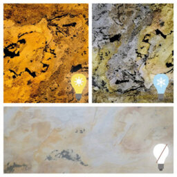 Translucent Falling Leaves Slate Veneer 30 X 20Cm Sample