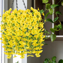 Artificial Outdoor Hanging Petunia Flowers, 2 Pieces Faux Petunias, Hanging Artificial Flowers, Weather Resistant, Uv Resistant - thumbnail 4