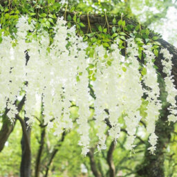 12Pcs Artificial Fake Hanging Silk Flowers Wisteria Vine Plant Garden Home Decor - thumbnail 5