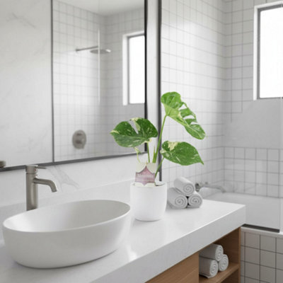 Monstera Thai Constellation A Rare Highly Soughtafter Variegated Houseplant Ceramic White