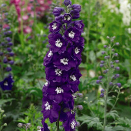 Thompson & Morgan Delphinium Fountain White Dark Bee 1 Litre Potted Plant X 1 - thumbnail 1