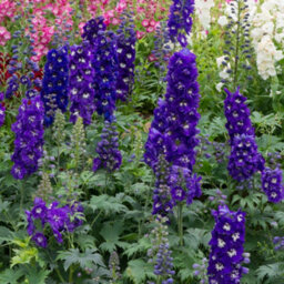 Thompson & Morgan Delphinium Fountain White Dark Bee 1 Litre Potted Plant X 1 - thumbnail 2