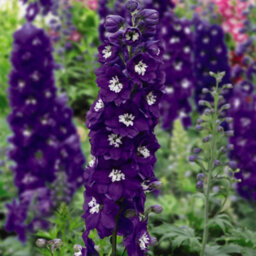 Thompson & Morgan Delphinium Fountain White Dark Bee 1 Litre Potted Plant X 1 - thumbnail 3