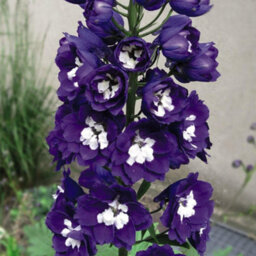 Thompson & Morgan Delphinium Fountain White Dark Bee 1 Litre Potted Plant X 1 - thumbnail 4