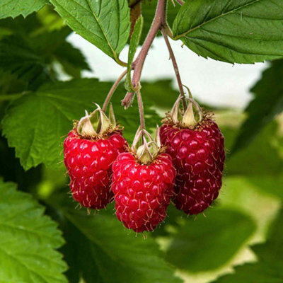 Marshalls Garden Raspberry Plant 'glen Carron' - Pack Of 3 Hardy Variety For Patio And Garden Bare Root - image 1